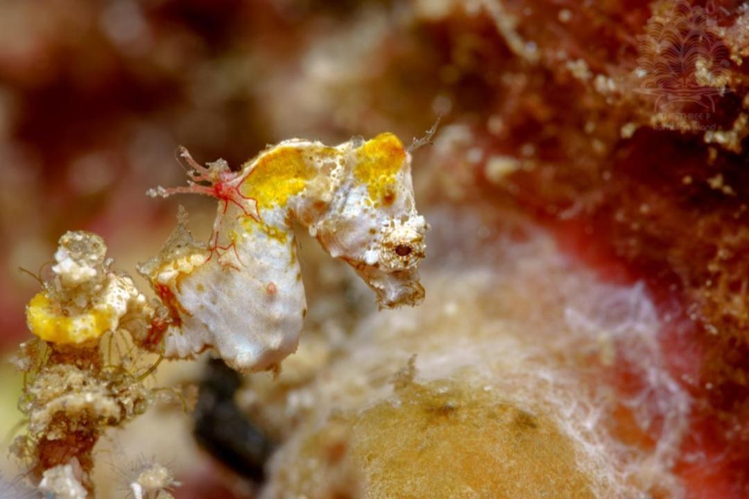 The Three P Beach Resort & Dive Center Agnay Екстериор снимка