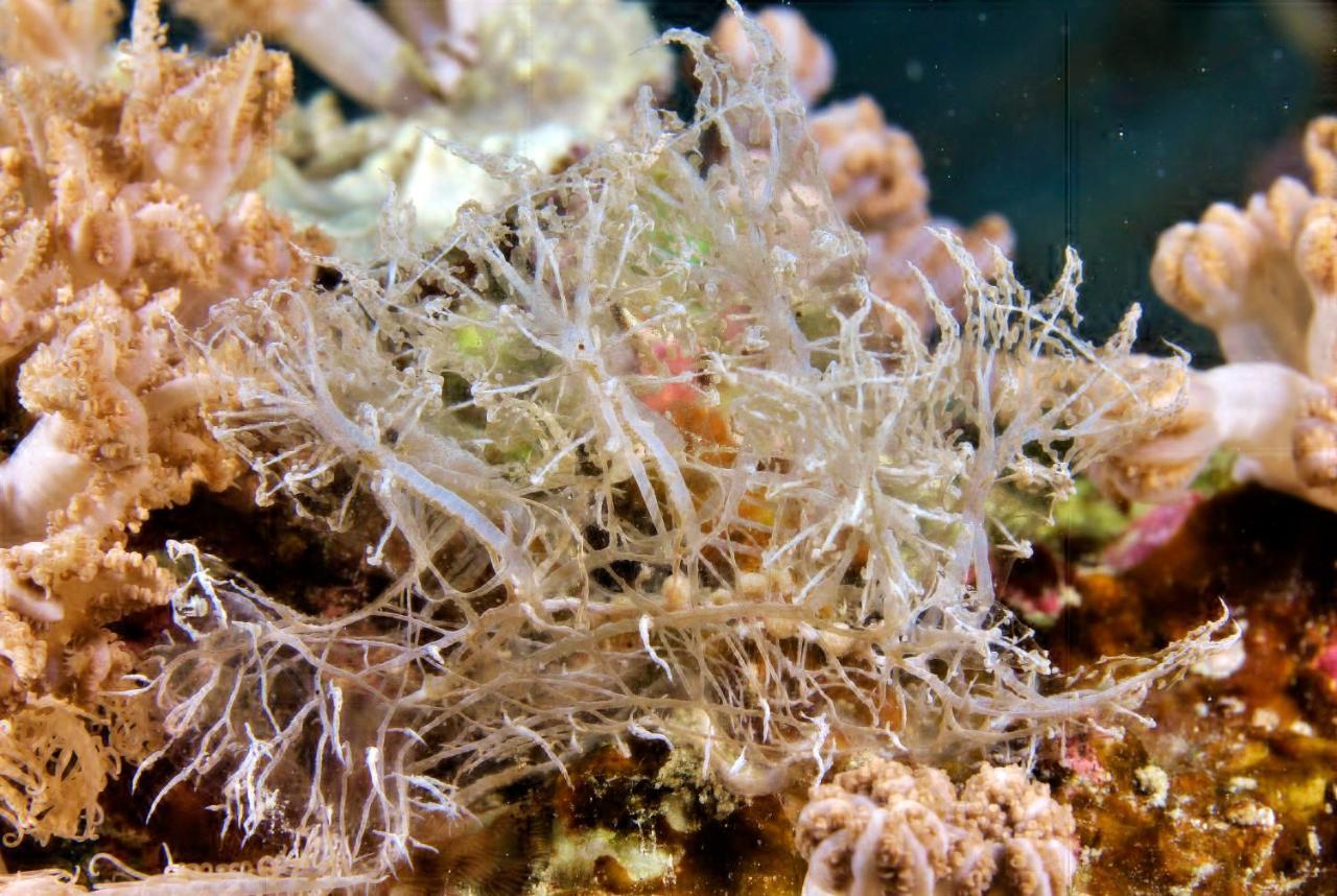 The Three P Beach Resort & Dive Center Agnay Екстериор снимка