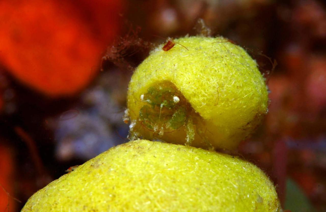 The Three P Beach Resort & Dive Center Agnay Екстериор снимка
