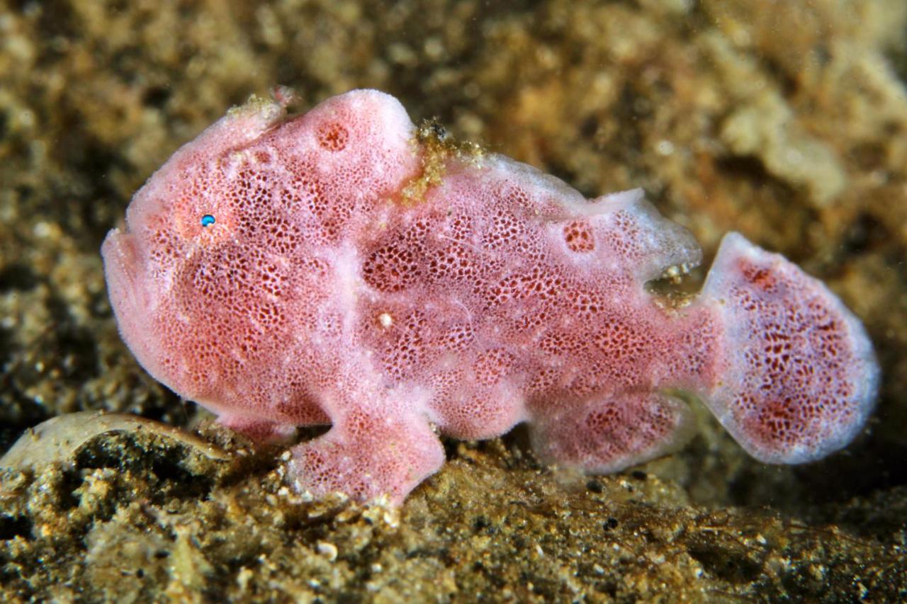 The Three P Beach Resort & Dive Center Agnay Екстериор снимка