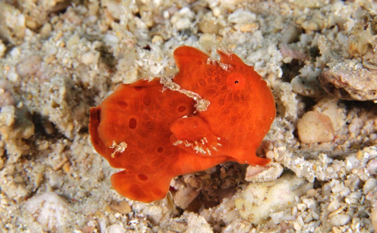 The Three P Beach Resort & Dive Center Agnay Екстериор снимка
