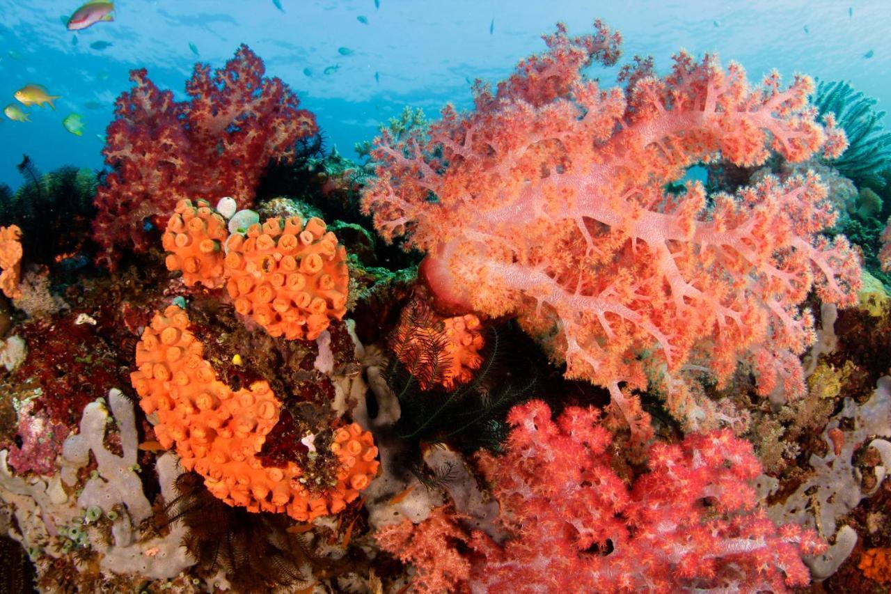 The Three P Beach Resort & Dive Center Agnay Екстериор снимка