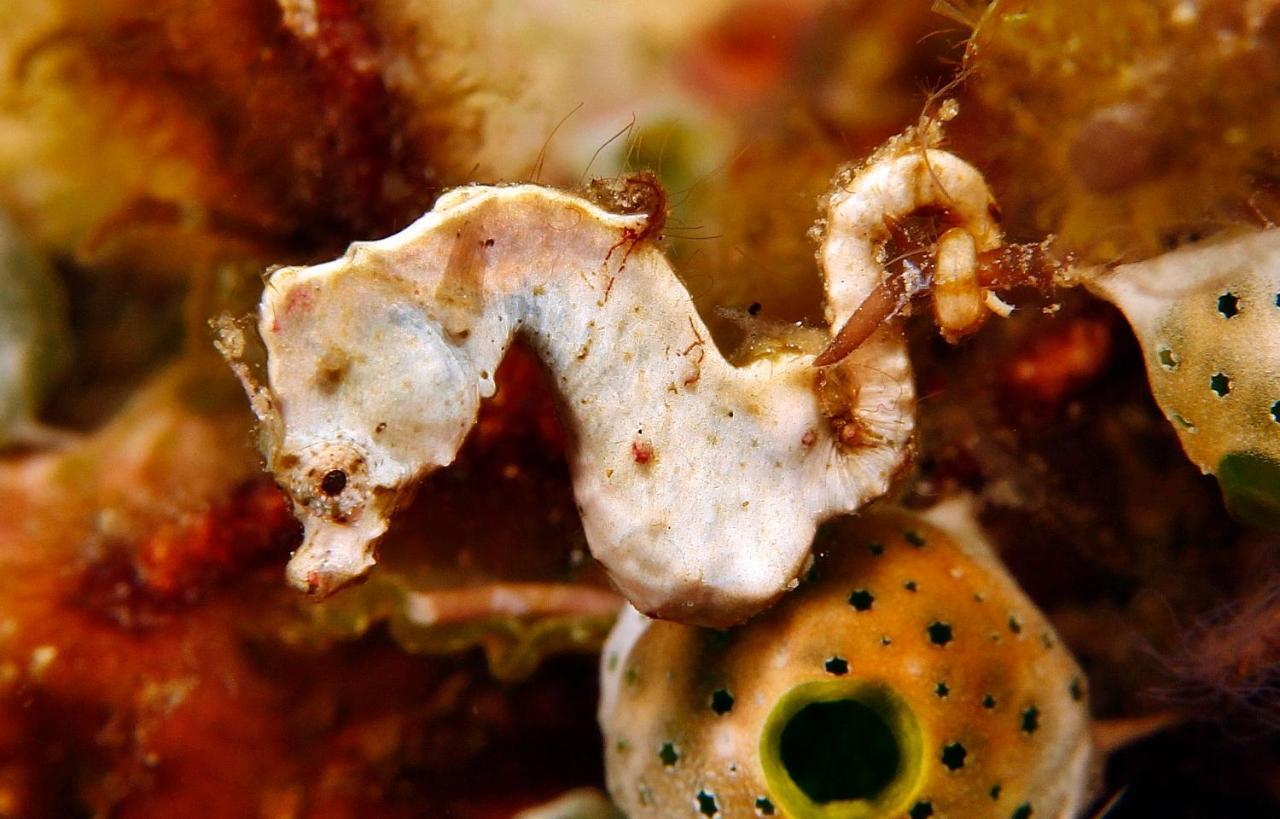 The Three P Beach Resort & Dive Center Agnay Екстериор снимка