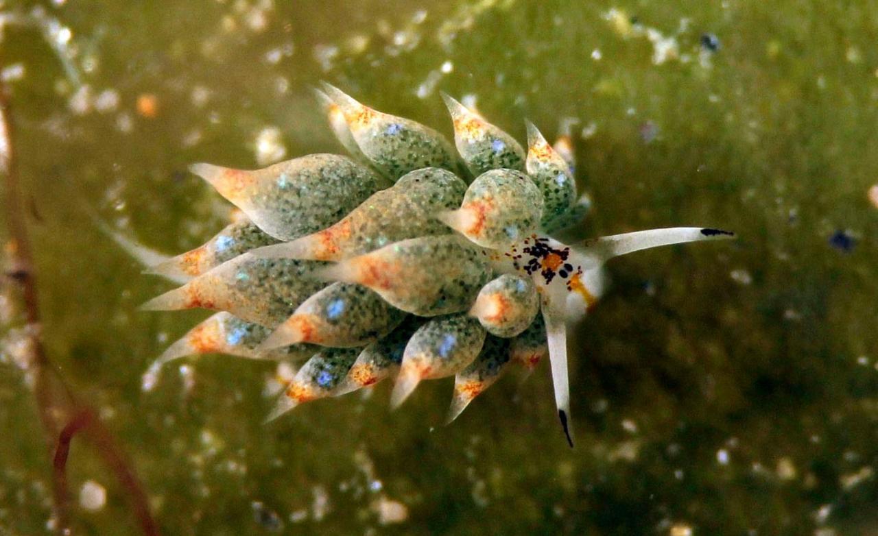 The Three P Beach Resort & Dive Center Agnay Екстериор снимка