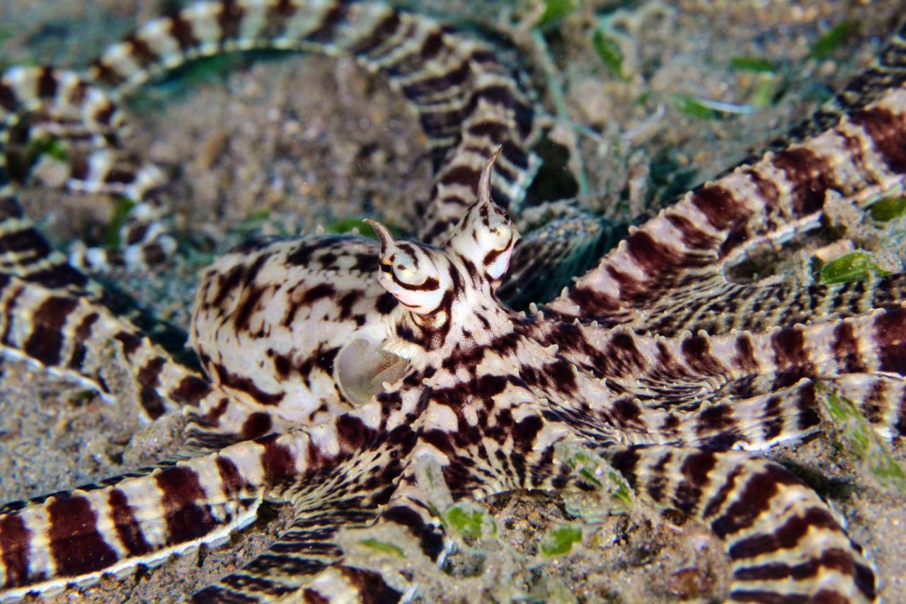 The Three P Beach Resort & Dive Center Agnay Екстериор снимка